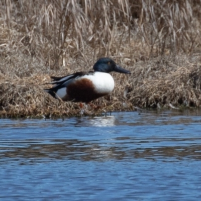 Spatula clypeata (Northern Shoveler) at Fyshwick, ACT - 10 Sep 2019 by rawshorty