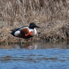 Spatula clypeata at Fyshwick, ACT - 10 Sep 2019