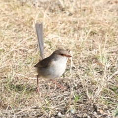 Malurus cyaneus (Superb Fairywren) at Deua River Valley, NSW - 2 Sep 2019 by jb2602