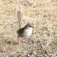 Malurus cyaneus (Superb Fairywren) at Deua National Park - 2 Sep 2019 by jb2602