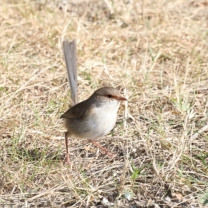 Malurus cyaneus at Deua River Valley, NSW - 2 Sep 2019 02:19 PM