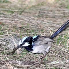 Malurus cyaneus (Superb Fairywren) at Deua National Park - 2 Sep 2019 by jbromilow50