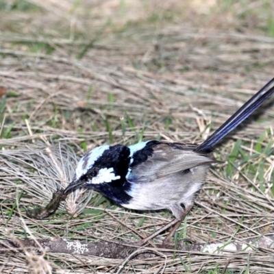 Malurus cyaneus (Superb Fairywren) at Deua River Valley, NSW - 2 Sep 2019 by jb2602