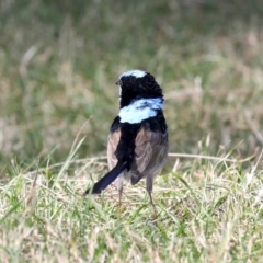 Malurus cyaneus at Deua River Valley, NSW - 2 Sep 2019