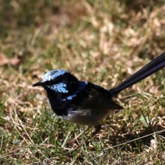 Malurus cyaneus at Deua River Valley, NSW - 2 Sep 2019 02:22 PM