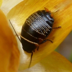 Ellipsidion australe at Aranda, ACT - 20 Oct 2013 12:55 PM