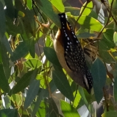 Pardalotus punctatus (Spotted Pardalote) at Dunlop, ACT - 10 Sep 2019 by Kurt