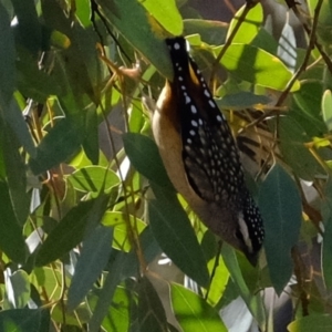 Pardalotus punctatus at Molonglo River Reserve - 10 Sep 2019