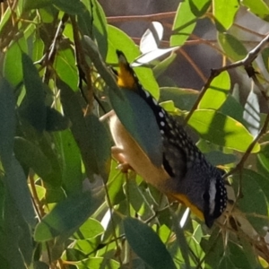 Pardalotus punctatus at Molonglo River Reserve - 10 Sep 2019