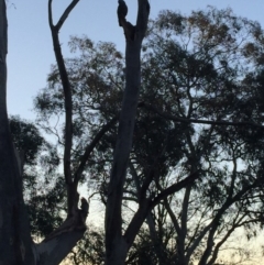 Callocephalon fimbriatum (Gang-gang Cockatoo) at O'Connor, ACT - 22 Aug 2019 by RobertB