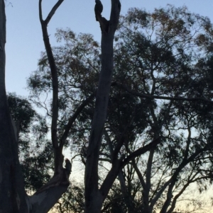 Callocephalon fimbriatum at O'Connor, ACT - suppressed