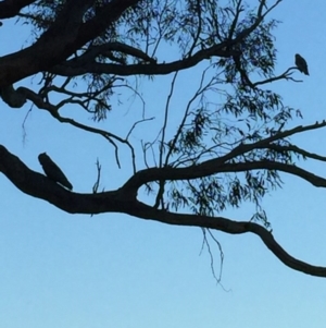 Callocephalon fimbriatum at O'Connor, ACT - 10 Sep 2019