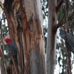 Callocephalon fimbriatum (Gang-gang Cockatoo) at Red Hill to Yarralumla Creek - 9 Sep 2019 by LisaH