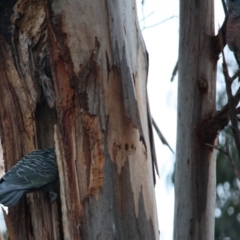 Callocephalon fimbriatum at Deakin, ACT - suppressed