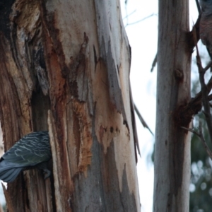 Callocephalon fimbriatum at Deakin, ACT - suppressed