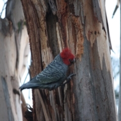 Callocephalon fimbriatum at Deakin, ACT - suppressed