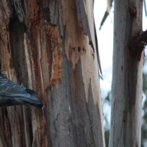 Callocephalon fimbriatum at Deakin, ACT - 10 Sep 2019