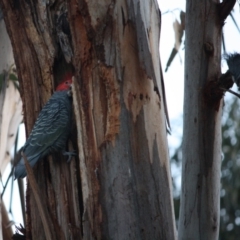 Callocephalon fimbriatum at Deakin, ACT - suppressed