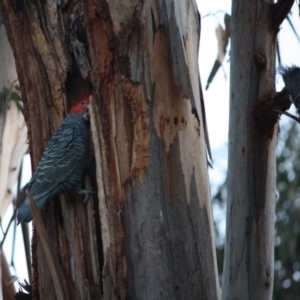 Callocephalon fimbriatum at Deakin, ACT - 10 Sep 2019