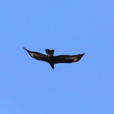 Aquila audax (Wedge-tailed Eagle) at Namadgi National Park - 3 Sep 2019 by jbromilow50