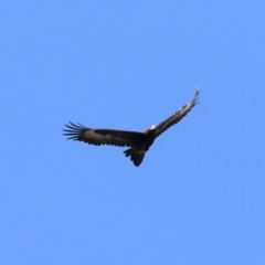 Aquila audax at Rendezvous Creek, ACT - 4 Sep 2019 09:46 AM