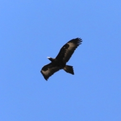 Aquila audax at Rendezvous Creek, ACT - 4 Sep 2019 09:46 AM