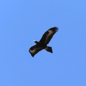 Aquila audax at Rendezvous Creek, ACT - 4 Sep 2019 09:46 AM