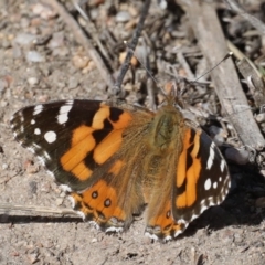 Vanessa kershawi (Australian Painted Lady) at Rendezvous Creek, ACT - 4 Sep 2019 by jb2602