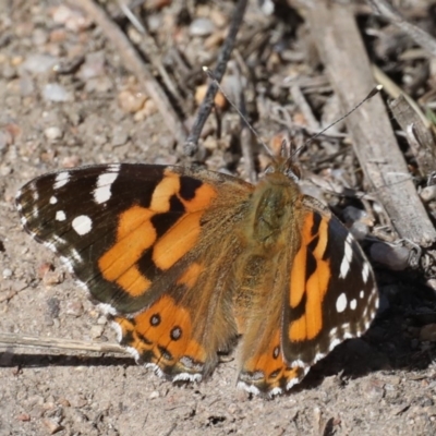 Vanessa kershawi (Australian Painted Lady) at Rendezvous Creek, ACT - 4 Sep 2019 by jb2602