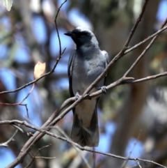 Coracina novaehollandiae (Black-faced Cuckooshrike) at Rendezvous Creek, ACT - 4 Sep 2019 by jbromilow50