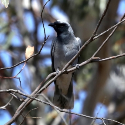 Coracina novaehollandiae (Black-faced Cuckooshrike) at Rendezvous Creek, ACT - 4 Sep 2019 by jb2602