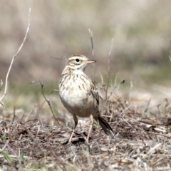 Anthus australis (Australian Pipit) at Rendezvous Creek, ACT - 4 Sep 2019 by jb2602