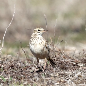 Anthus australis at Rendezvous Creek, ACT - 4 Sep 2019