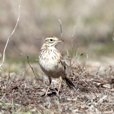 Anthus australis (Australian Pipit) at Rendezvous Creek, ACT - 4 Sep 2019 by jb2602