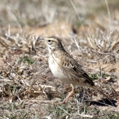 Anthus australis at Rendezvous Creek, ACT - 4 Sep 2019