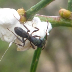 Rhytidoponera metallica (Greenhead ant) at Aranda, ACT - 10 Feb 2013 by JanetRussell