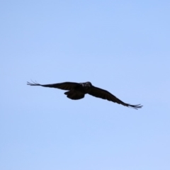 Corvus coronoides (Australian Raven) at Namadgi National Park - 4 Sep 2019 by jbromilow50