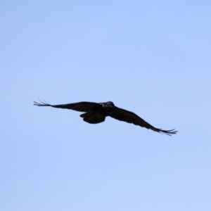 Corvus coronoides at Rendezvous Creek, ACT - 4 Sep 2019