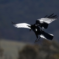 Corvus coronoides at Rendezvous Creek, ACT - 4 Sep 2019 12:37 PM