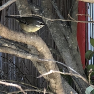 Sericornis frontalis at Aranda, ACT - 10 Sep 2019 02:34 PM