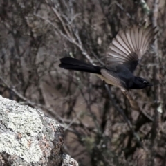 Rhipidura leucophrys (Willie Wagtail) at Rendezvous Creek, ACT - 3 Sep 2019 by jbromilow50