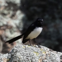 Rhipidura leucophrys at Rendezvous Creek, ACT - 4 Sep 2019