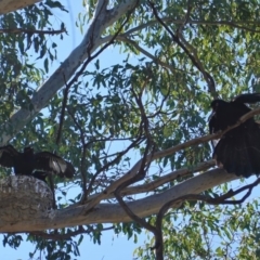 Corcorax melanorhamphos (White-winged Chough) at Red Hill Nature Reserve - 8 Sep 2019 by JackyF