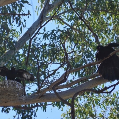 Corcorax melanorhamphos (White-winged Chough) at Red Hill Nature Reserve - 8 Sep 2019 by JackyF