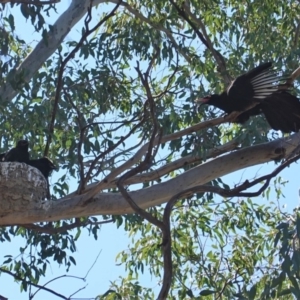 Corcorax melanorhamphos at Deakin, ACT - 8 Sep 2019