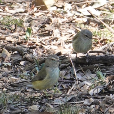 Smicrornis brevirostris (Weebill) at Red Hill Nature Reserve - 8 Sep 2019 by JackyF