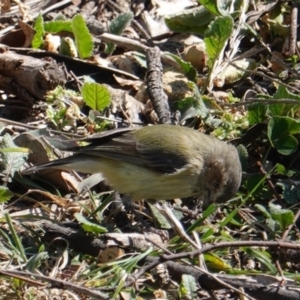 Smicrornis brevirostris at Deakin, ACT - 8 Sep 2019