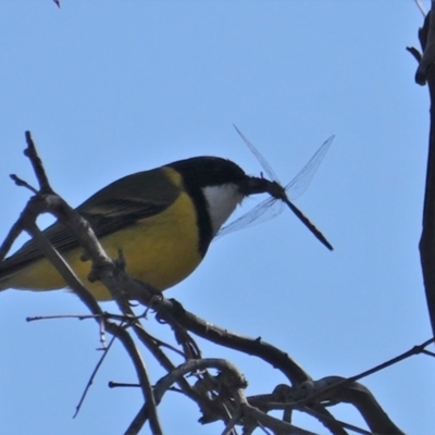 Pachycephala pectoralis (Golden Whistler) at Red Hill Nature Reserve - 8 Sep 2019 by JackyF