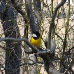 Pachycephala pectoralis at Hughes, ACT - 8 Sep 2019