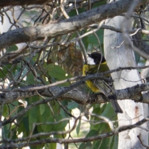 Pachycephala pectoralis at Hughes, ACT - 8 Sep 2019